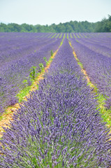 Fototapeta na wymiar 59 Lavender