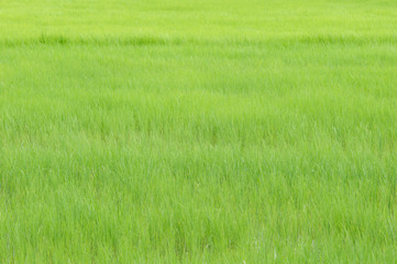 Rice field