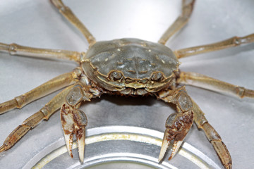 crab