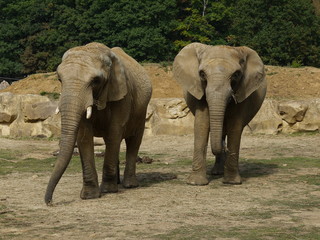 Fototapeta na wymiar deux éléphants