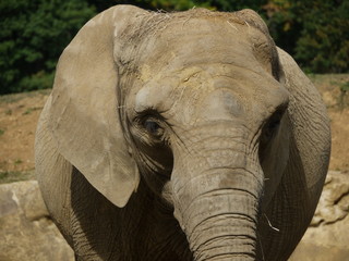 éléphant