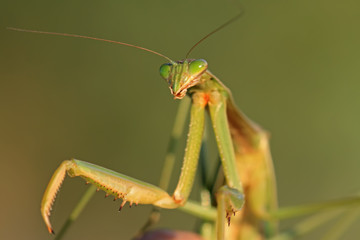 mantis