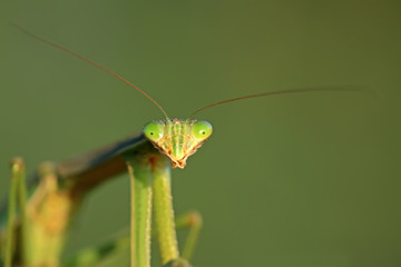 mantis