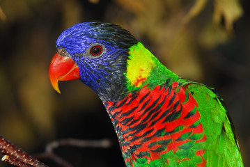 Rainbow Lorikeet