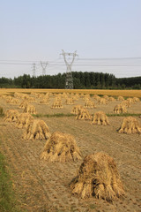 rice harvested © zhang yongxin