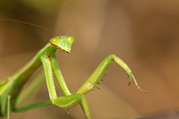 tenodera mantis