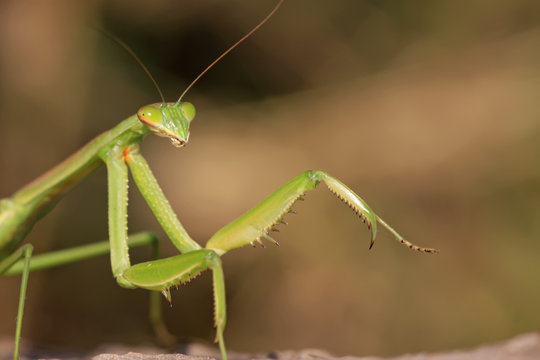tenodera mantis