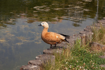Ruddu shelduck near water