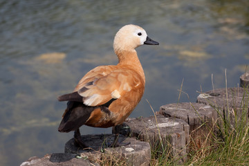Ruddy shelduck walking