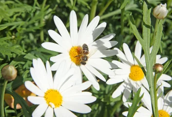 Papier Peint photo Marguerites marguerites des champs