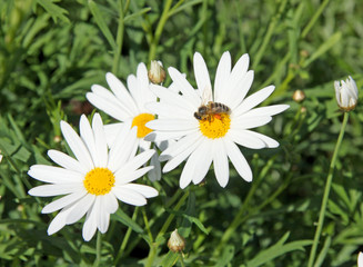 Obraz premium marguerites champêtres