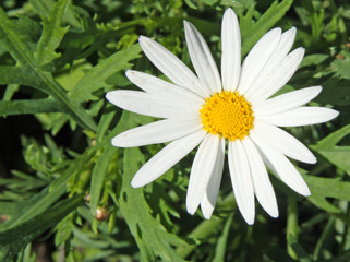 Obraz premium marguerite blanche