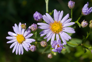 Obraz premium Flowers of wild aster 3