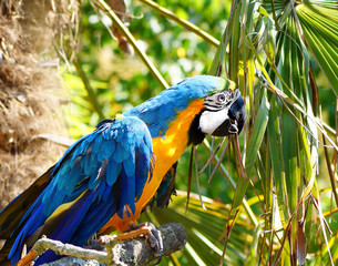 perroquet © photlook