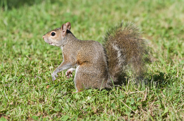 Naklejka na ściany i meble scoiattolo grigio - grey squirrel