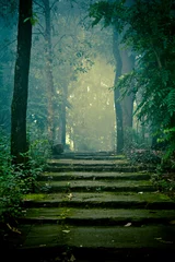 Poster de jardin Nature Stone stairs in the forest