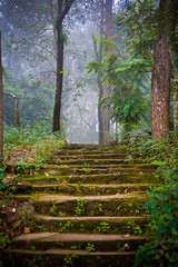 Stone stairs in the forest