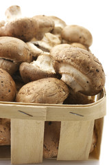 Mushrooms close-up