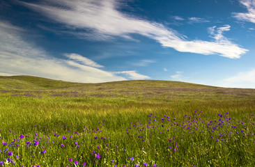 Fototapeta premium Green meadow