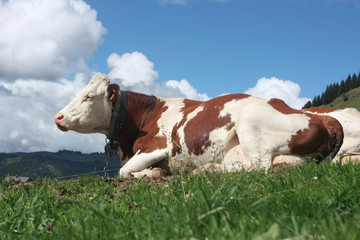 Fototapeta na wymiar Bétail vache
