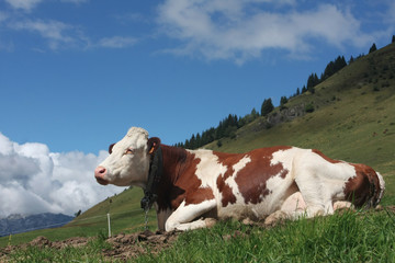 Fototapeta na wymiar Savoie krowa