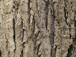 Background from a bark of an old tree