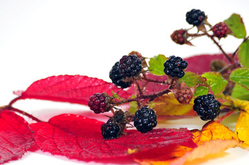 Brombeeren Herbst