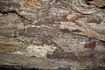 Verrottetes Holz