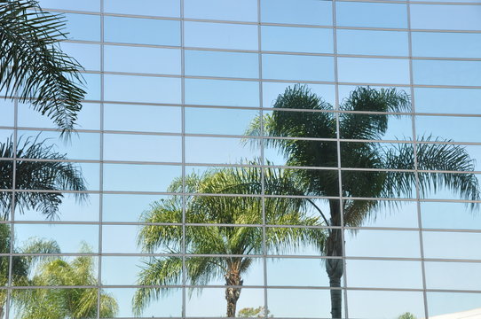 Palmen spiegeln in Glasfassade