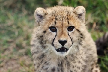 Obraz na płótnie Canvas Cheetah Cub