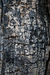 Verbrannter Holzstamm