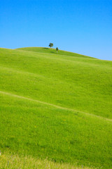 single tree stands on the hill