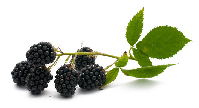 Blackberry
