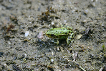 Junger Teichfrosch am Ufer