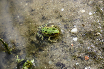 Junger Teichfrosch am Ufer