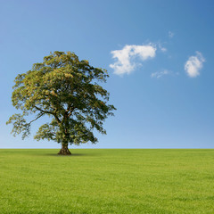 Fototapeta na wymiar A Single Tree Standing Alone with Blue Sky and Grass