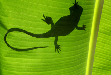 reptile sur feuille de bananier