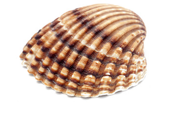 shell