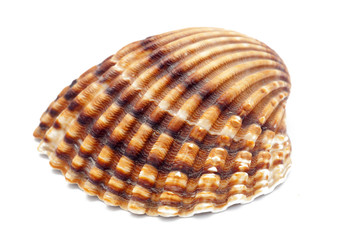 shell