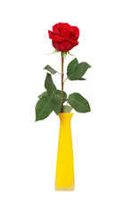 Rose In Vase