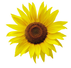 Fototapeta premium sonnenblume