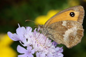 Gatekeeper Butterfly , Pyronia tithonus , on a purple flower