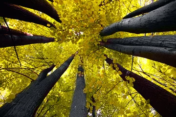 Raamstickers Tree canopy © satori