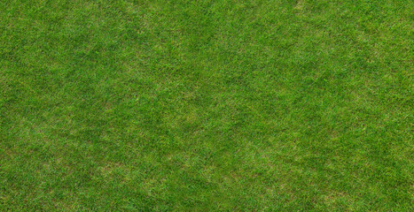 Obraz premium Canadian grass texture