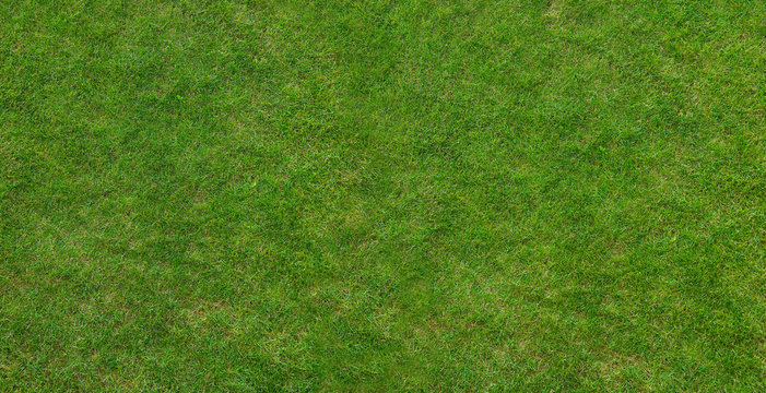 Fototapeta Canadian grass texture