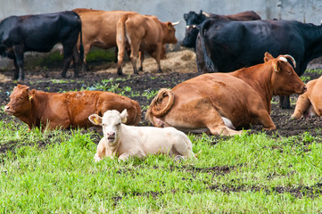 Naklejka na ściany i meble młodych i dojrzałych krów na farmie mlecznej