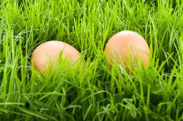 Eier im Gras