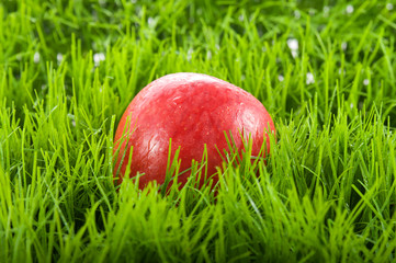 Apfel im Gras