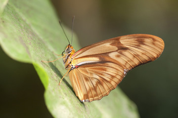 butterfly on leaf