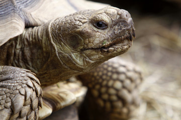 Spornschildkröte